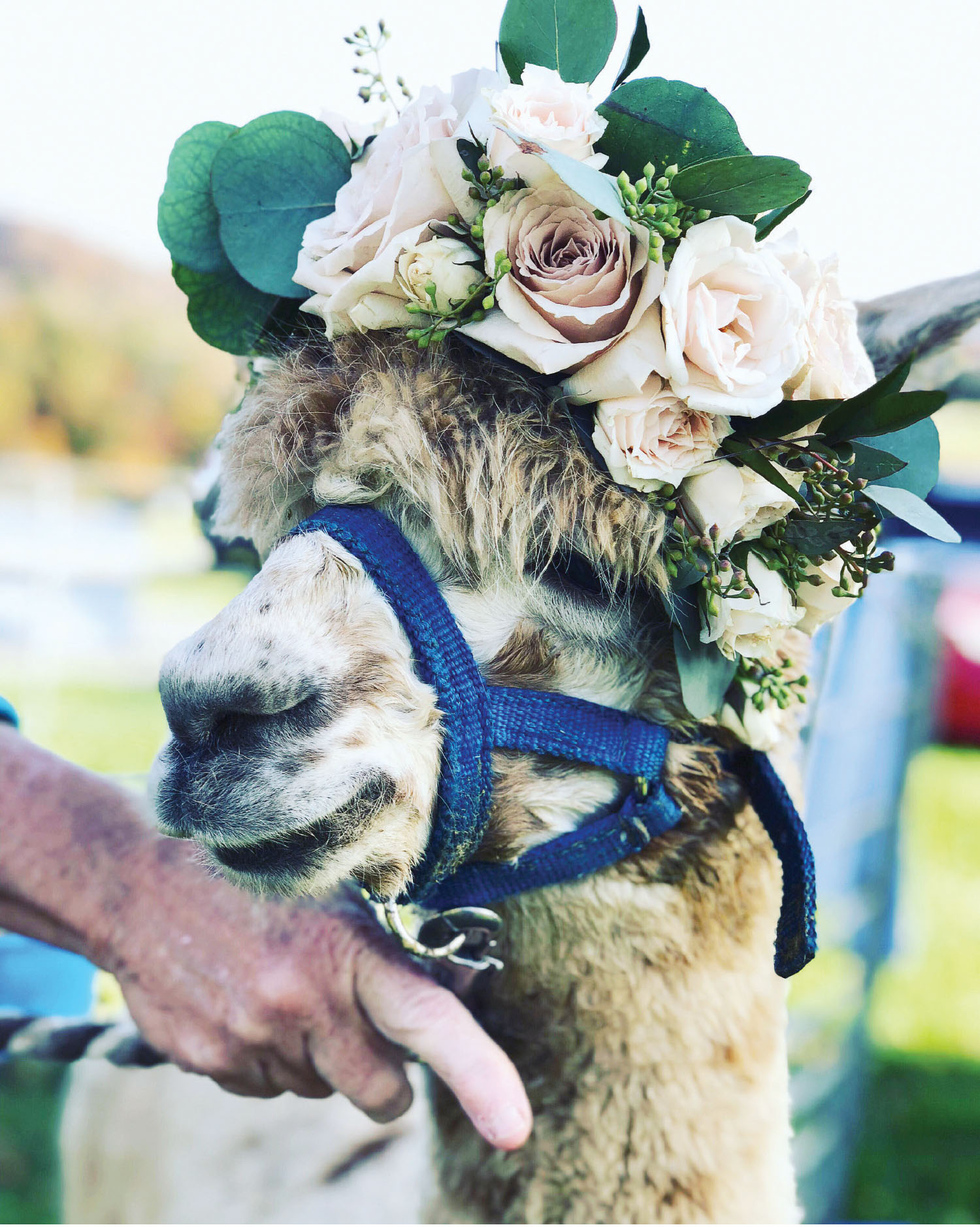 Custom Millinery for Alpacas  (and other tidings of comfort and joy)